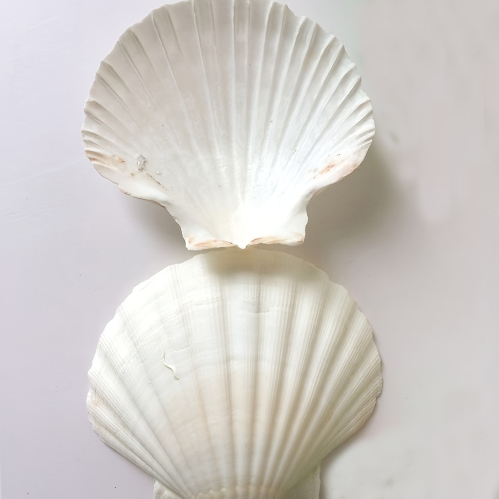 25pcs Scallop Shells for Crafts, 2-3 Inches White Large Natural Seashells  for DIY Home Decor, Baking Shells for Serving Food