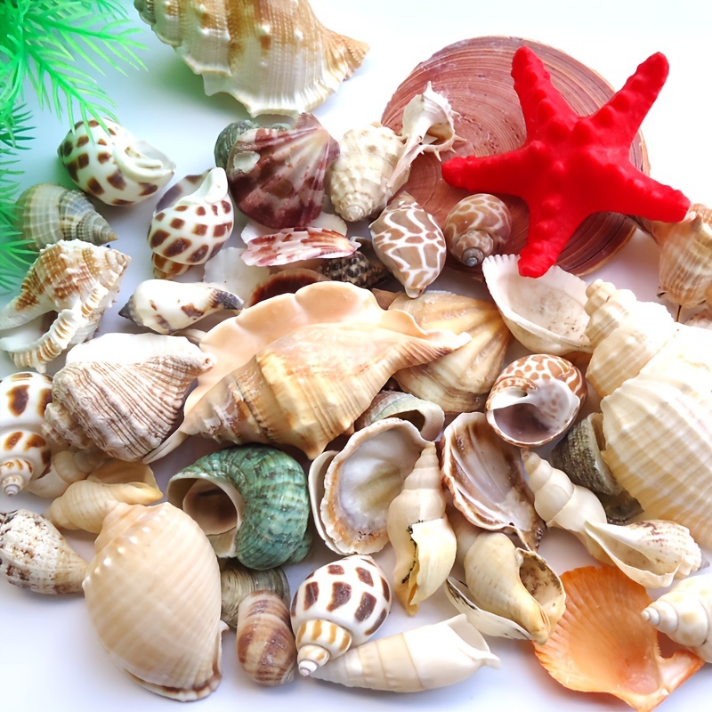 Seashells 13 Kinds of Shells 100 PCS Mixed Ocean Beach Colorful Seashells  with Starfish Perfect for Home Decoration, Art Craft, Fish Tank and Vase