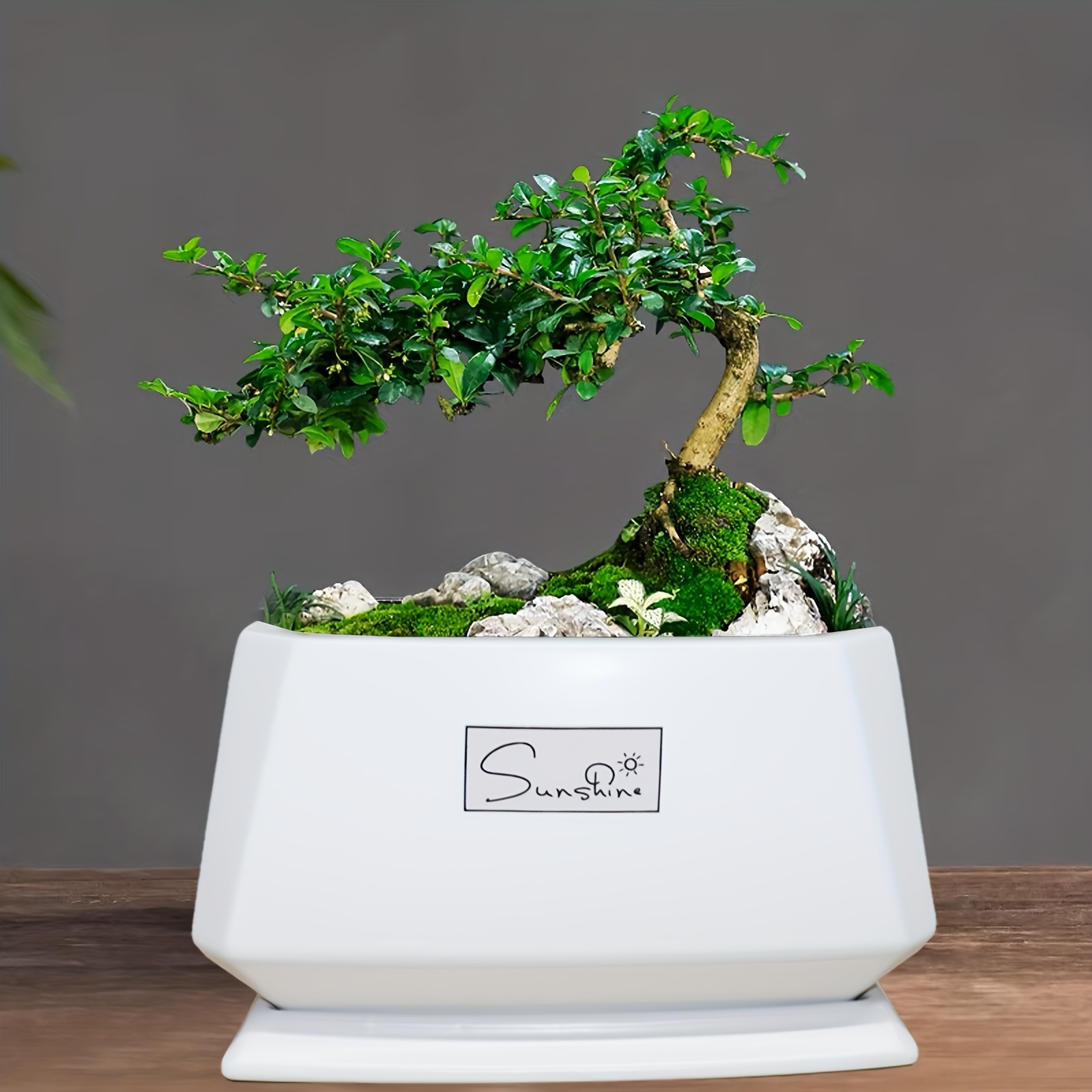 Vasi Per Piante Bonsai - Spedizione Gratuita Per I Nuovi Utenti - Temu Italy