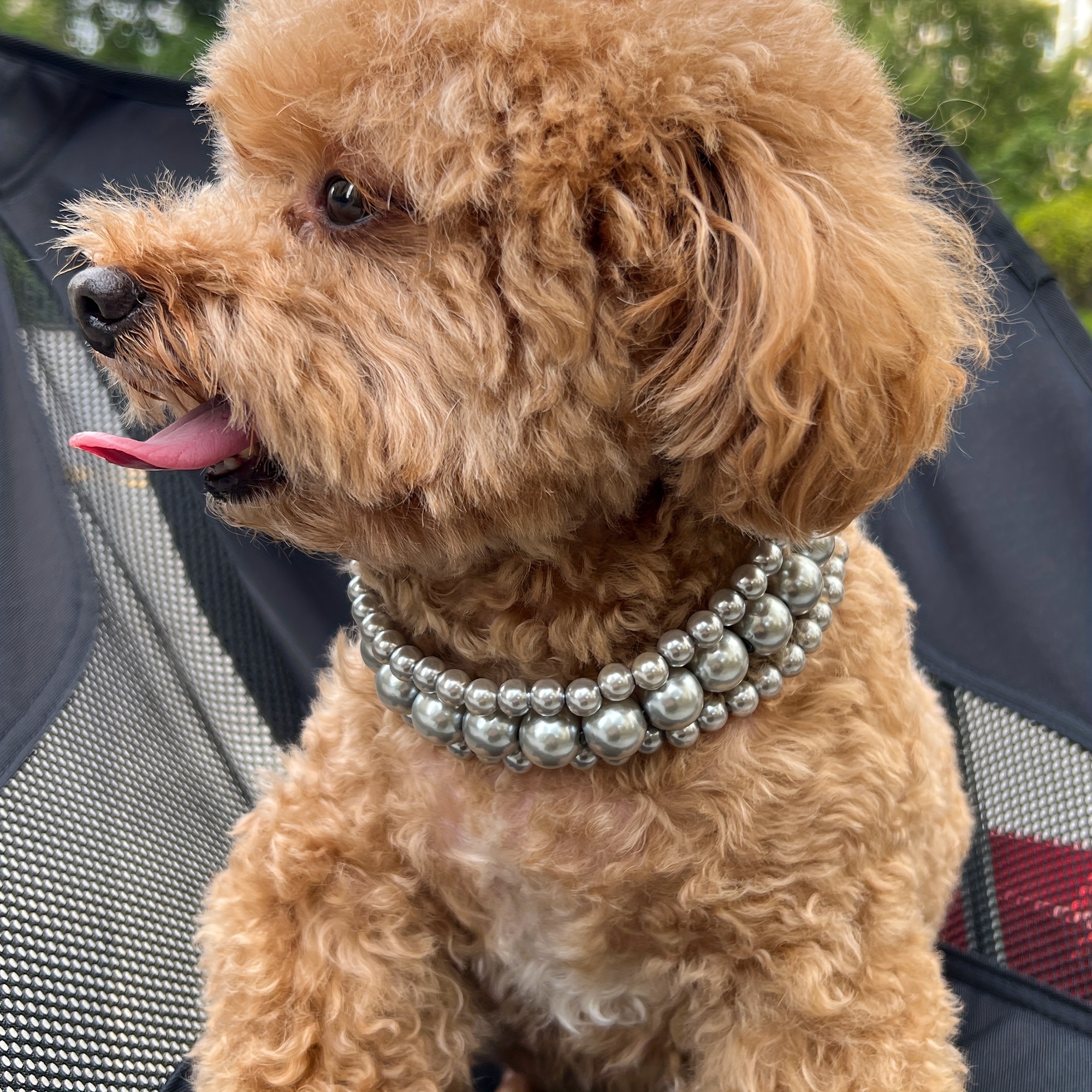 Pearl 2024 dog harness