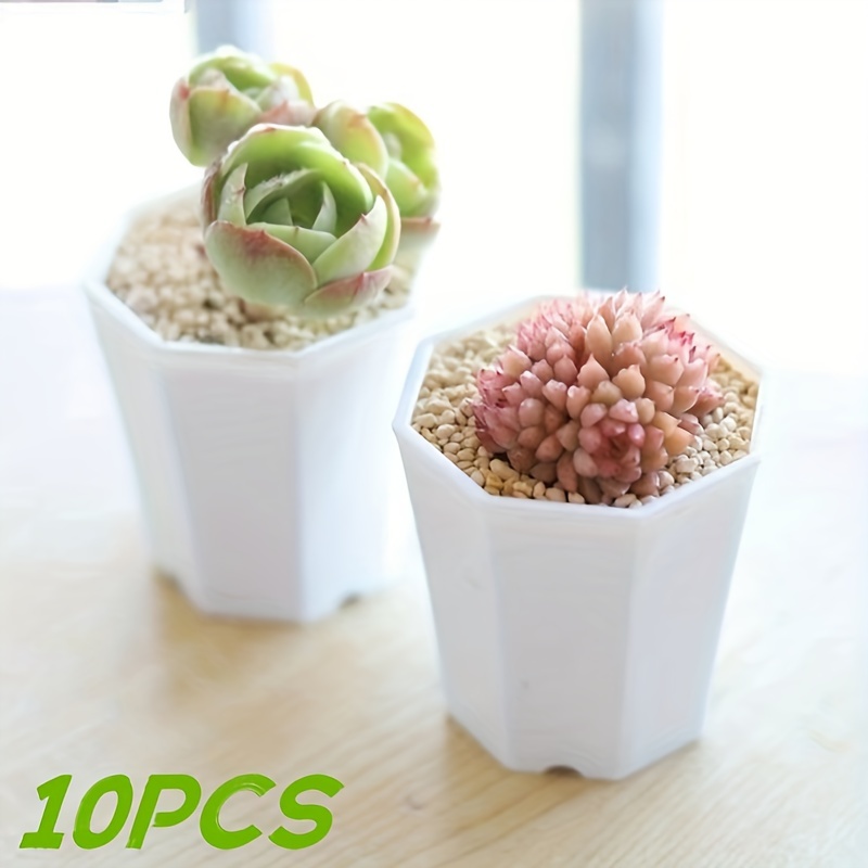 Plante D'intérieur En Pot De Cactus Dans Un Petit Pot En Plastique