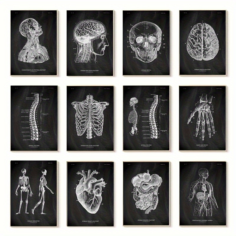 1pc Poster Anatomia Viso Muscoli Facciali E Vene Arte - Temu Switzerland