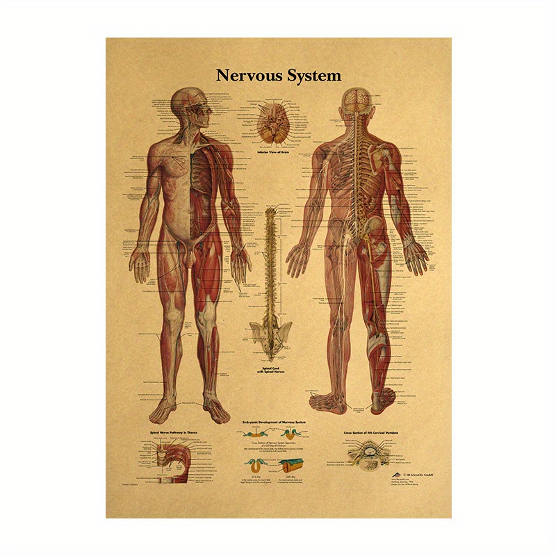 Poster Di Anatomia Umana - Resi Gratuiti Entro 90 Giorni - Temu