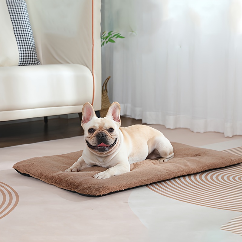 Mora Pets : cette entreprise a inventé un tapis autochauffant pour vos  animaux de compagnie - NeozOne
