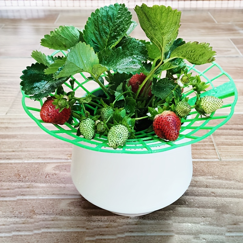 Strawberries Support - Temu