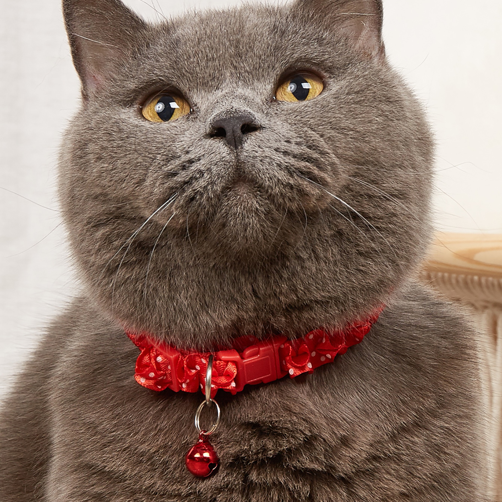 Multi Designs Bell Collar for Cats in Pakistan at