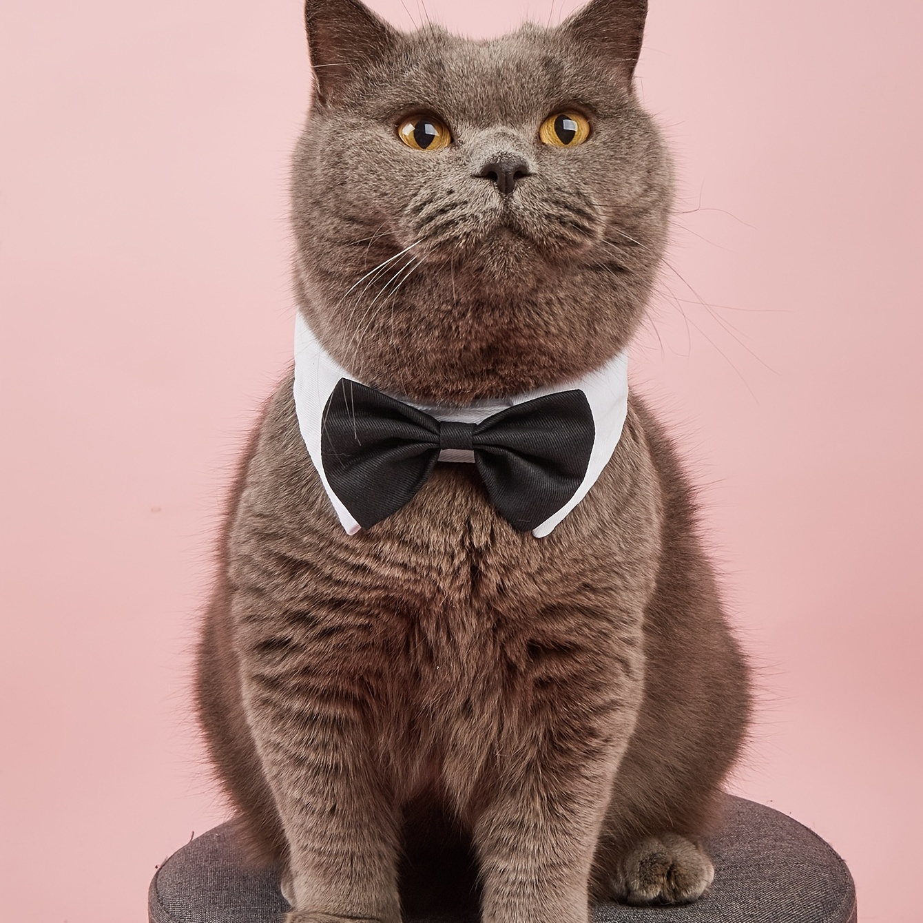 Cat bow shop tie collar australia