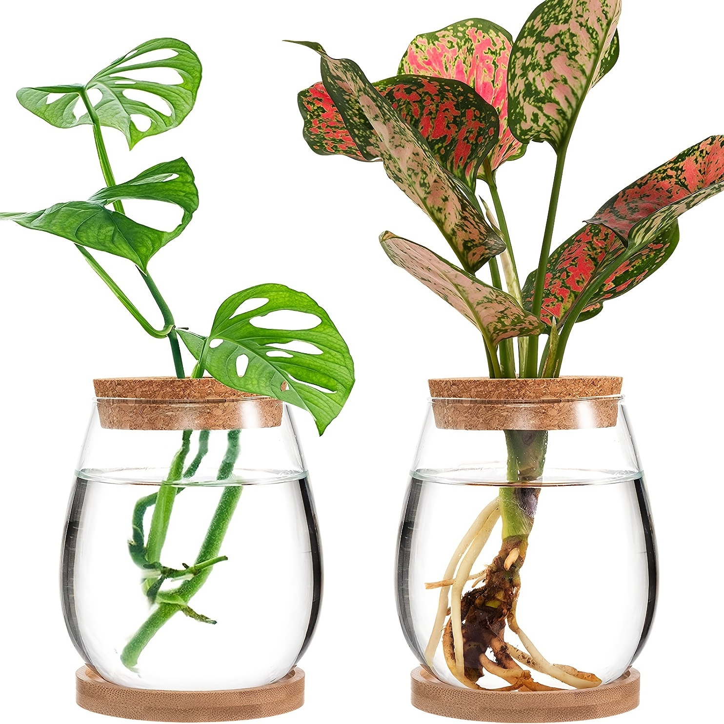  Window Propagation Stations (Set of 4), Easy to Install Plant  Propagation Tubes with Suction Cups - No Nails, Hanging Propagation  Station, Gifts for Plant Lovers