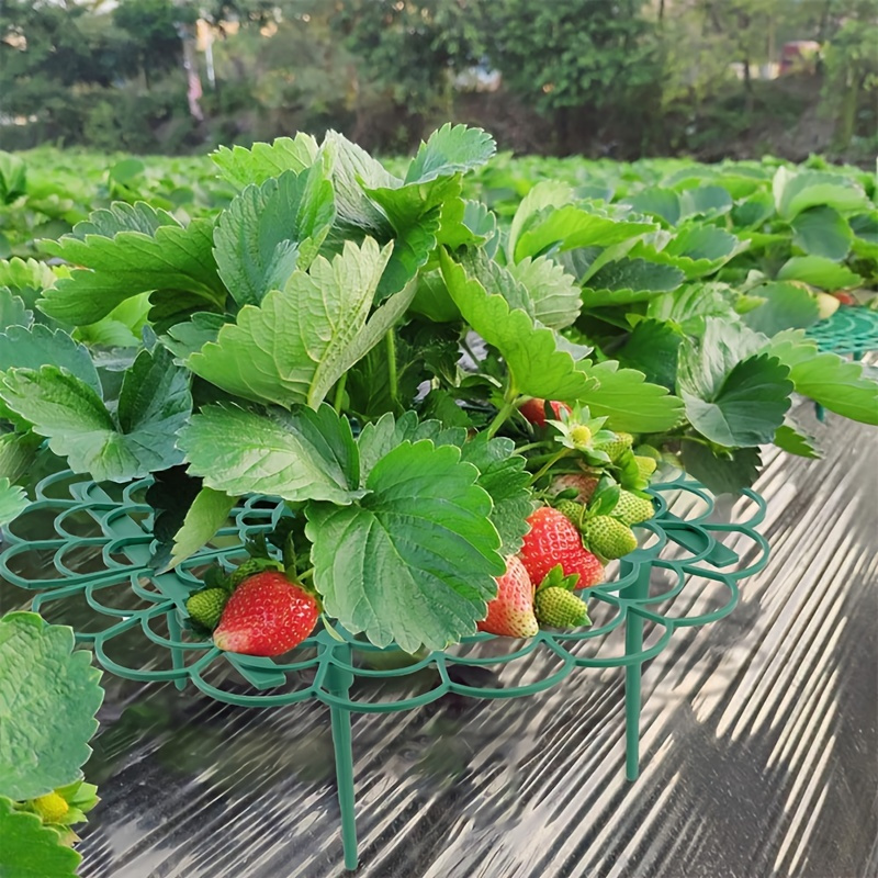 1pc Strawberry Supports Adjustable Strawberry Growing Racks Plant ...