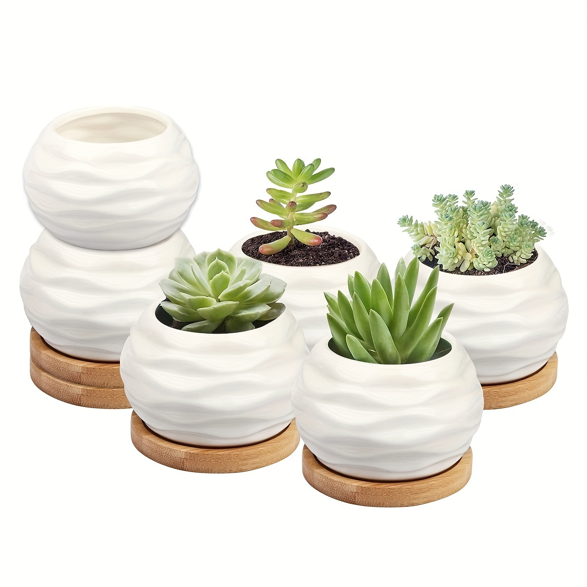 多肉植物 34af44cc525091f0e31edb67eb05ae