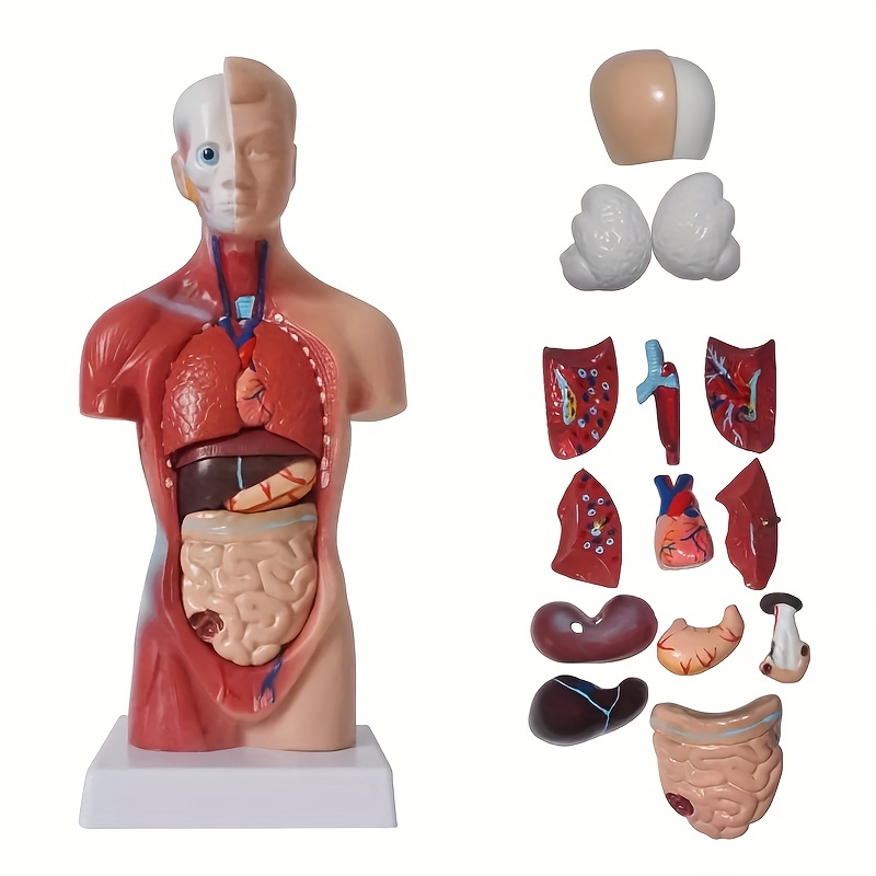 Modèle d'organe interne simulé corps humain jouet éducatif assemblé  détachable ^