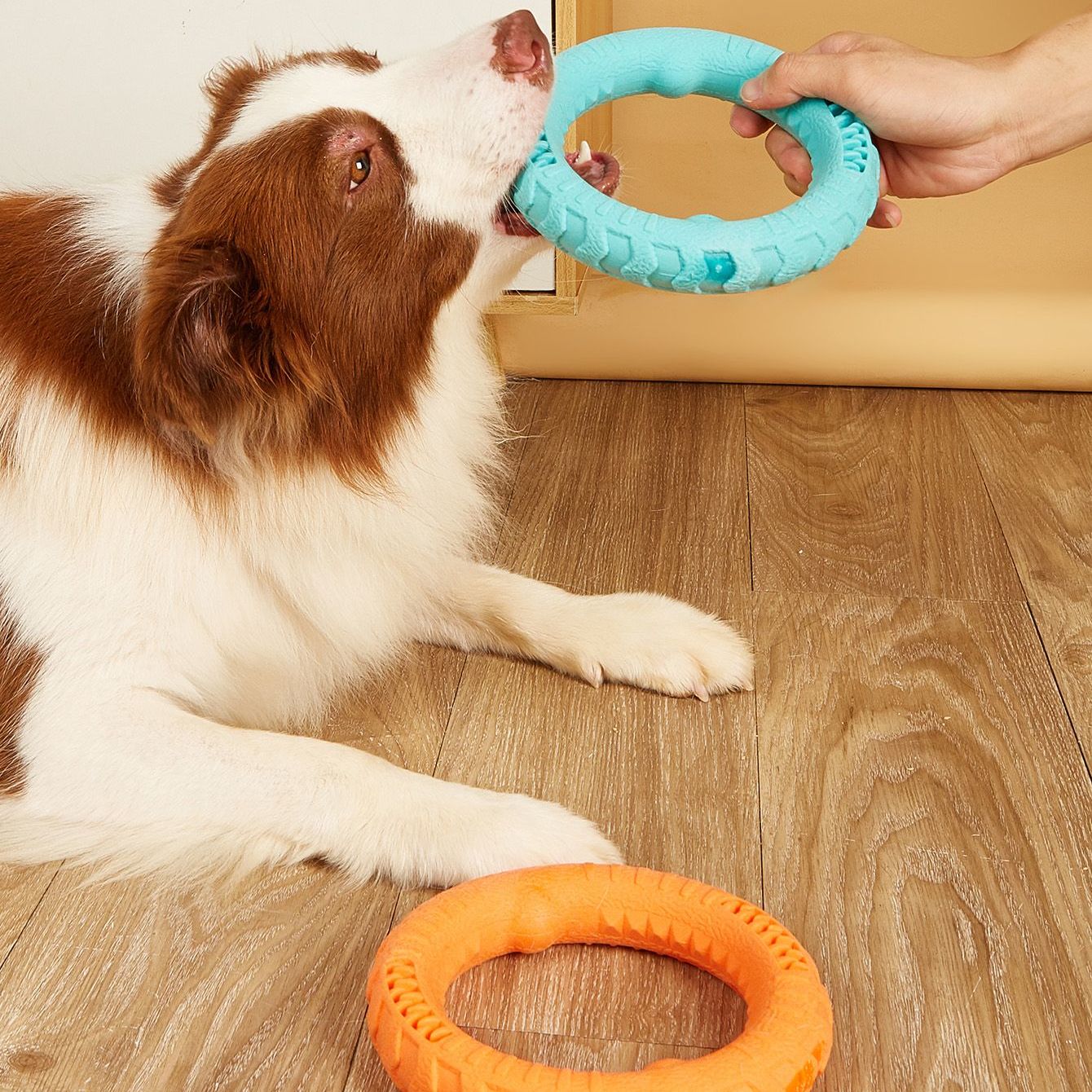 professional dog training toys