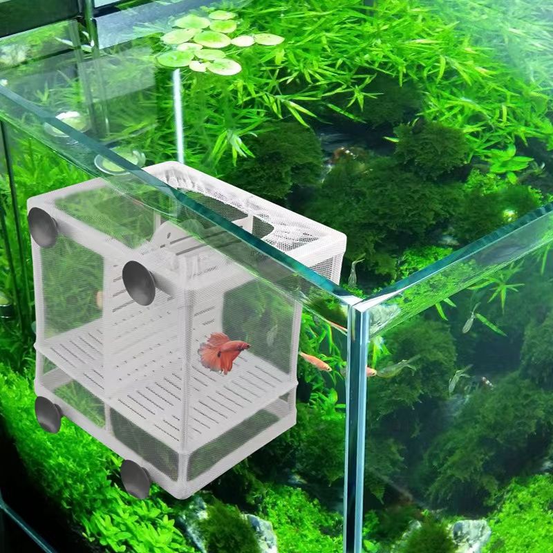 Peacock Fish Incubation Box Aquarium Isolation Net For Small Fish  Protection - Pet Supplies - Temu Canada