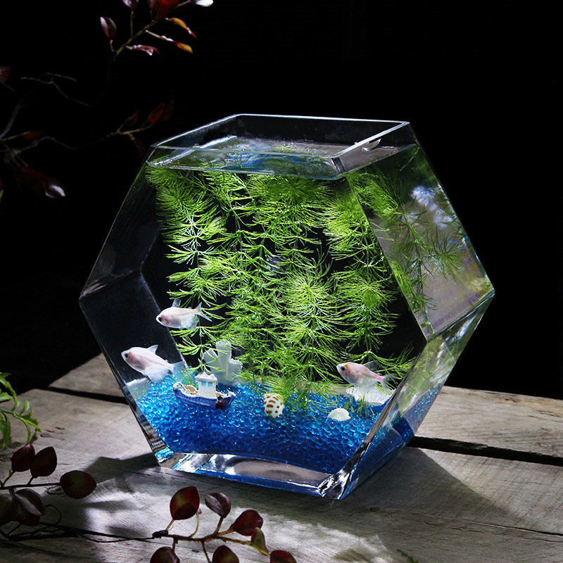 Sturdy Transparent Round Fish Bowl: Perfect Aquarium - Temu