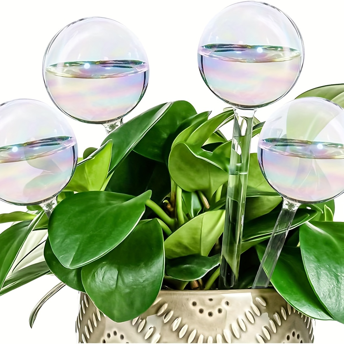 2pcs Plante Abreuvoir Globes Auto-Arrosage Pics, Verre Clair