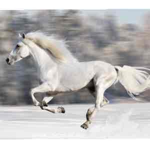 Ahorse