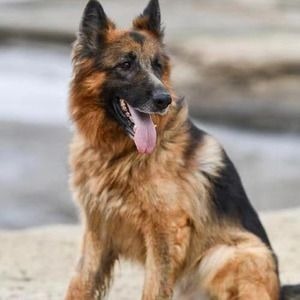 Old squad leader dog training supplies
