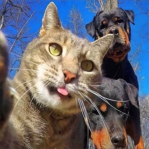 Customized caps heat transfer laser process