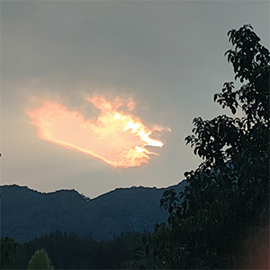 The dawn brought by a thousand roses