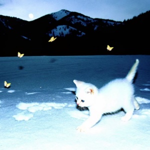 Mintpaw Icce