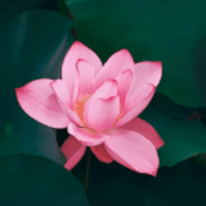LilyZHP
